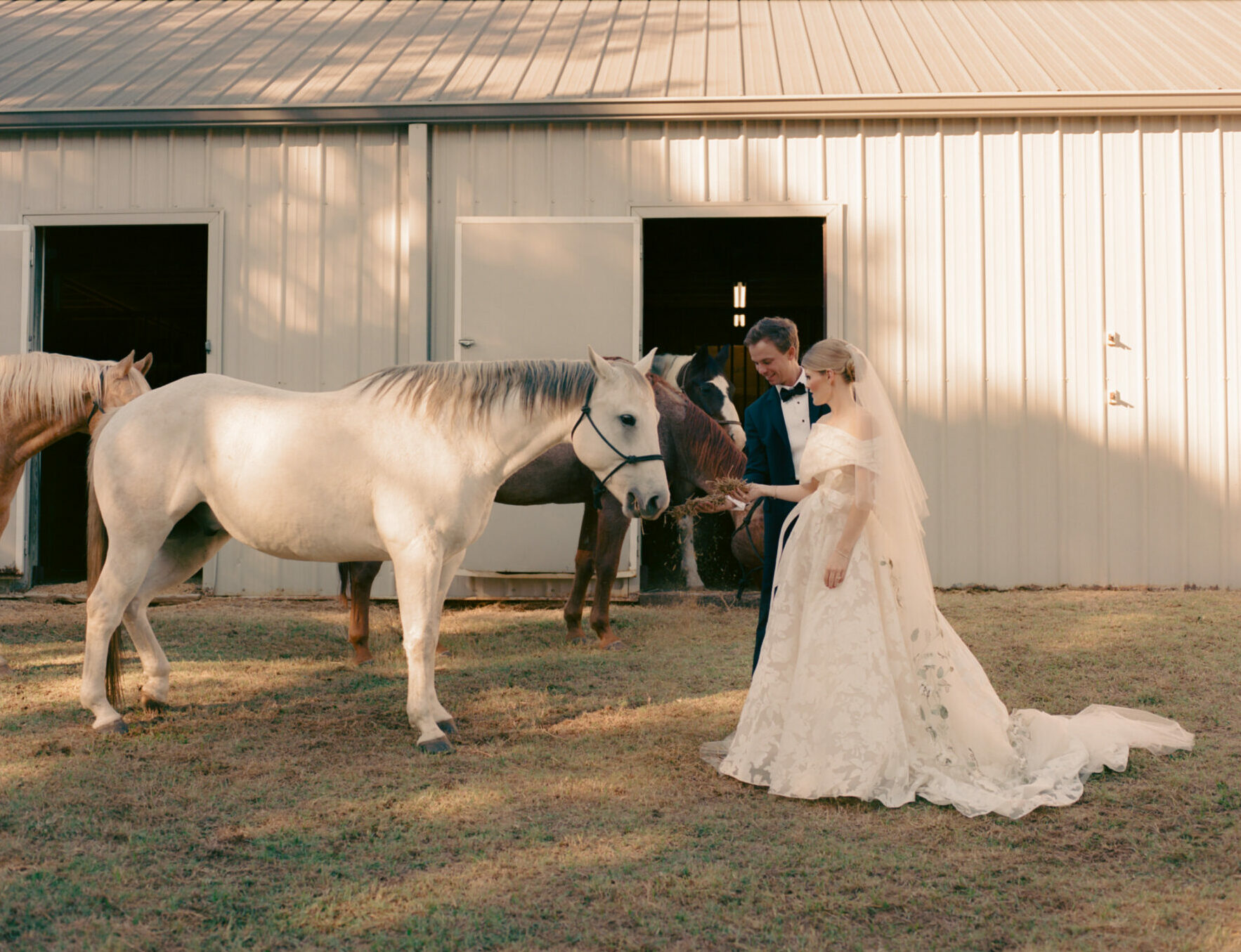 Bride, groom, and horses in sunlight outside barn.